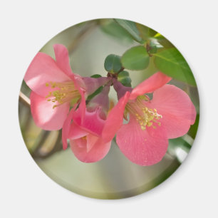 Pink Flowering Quince Glow Magnet