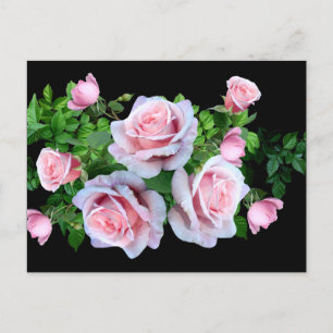 Pink Flowering Rose Postcard