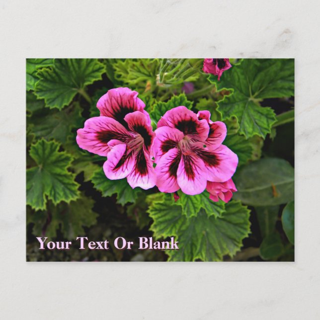 Pink Flowers 1 Postcard (Front)