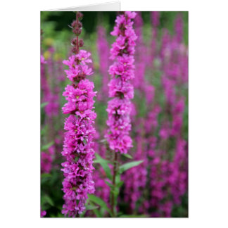 Pink flowers blank card