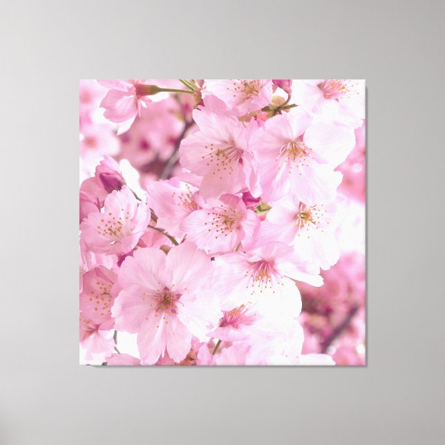 Pink Flowers Japanese Cherry Blossoms Floral Canvas Print (Front)