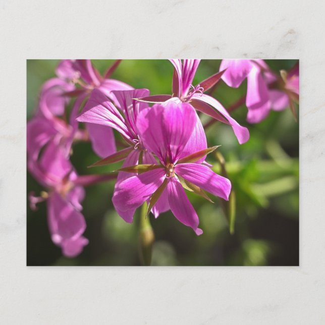 Pink flowers of an ivy leafed geranium postcard (Front)