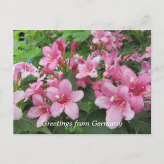 Pink Flowers of Germany Postcard