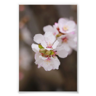 Pink flowers photo print