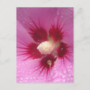 Pink Flowers Postcard
