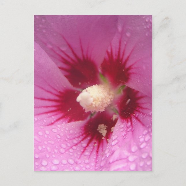 Pink Flowers Postcard (Front)