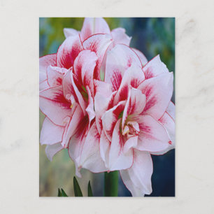 Pink Flowers Postcard