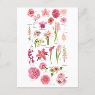 Pink Flowers Postcard