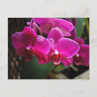 Pink Flowers Postcard