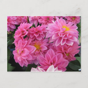 Pink Flowers Postcard