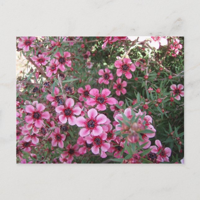 Pink flowers postcard (Front)
