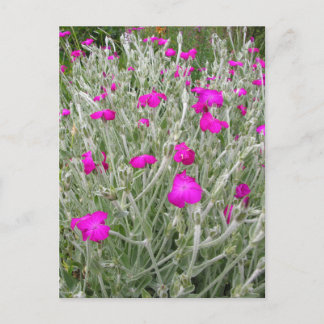 Pink Flowers-Rose campion in an English Garden Postcard