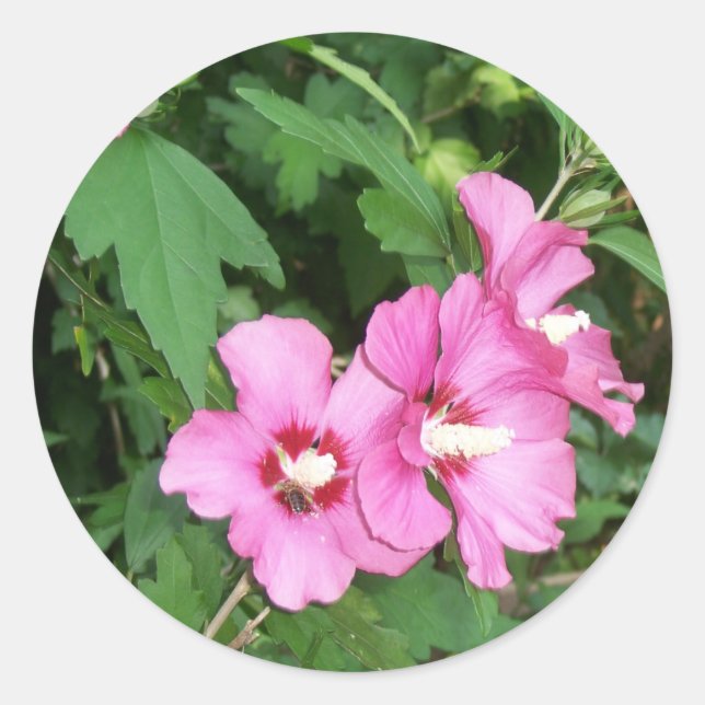 Pink Flowers Rose of Sharon with Bee Classic Round Sticker (Front)