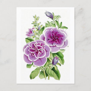 Pink Flowers Vintage Botanical Postcard