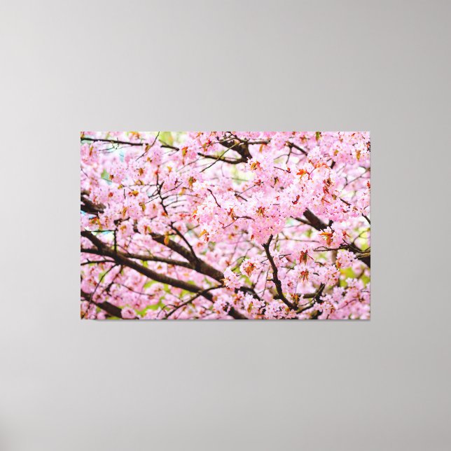 Pink Foam Of Cherry Blossoms Over The Sakura Trees Canvas Print (Front)
