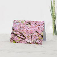 Pink Foam Of Cherry Blossoms Over The Sakura Trees