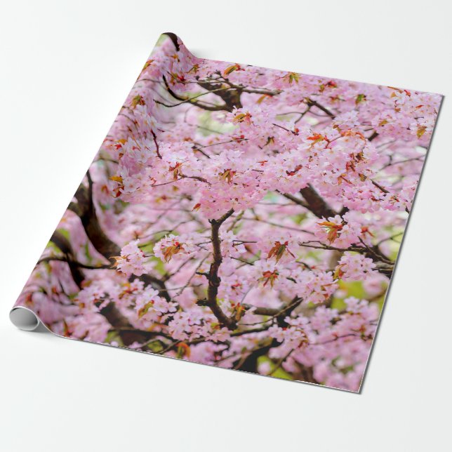 Pink Foam Of Cherry Blossoms Over The Sakura Trees Wrapping Paper (Unrolled)