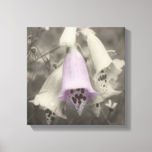 Pink Foxglove Flower Black And White Partial Colou Canvas Print