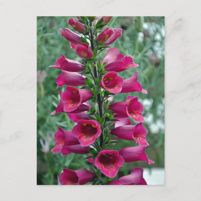 Pink foxglove flowers postcard (Front)