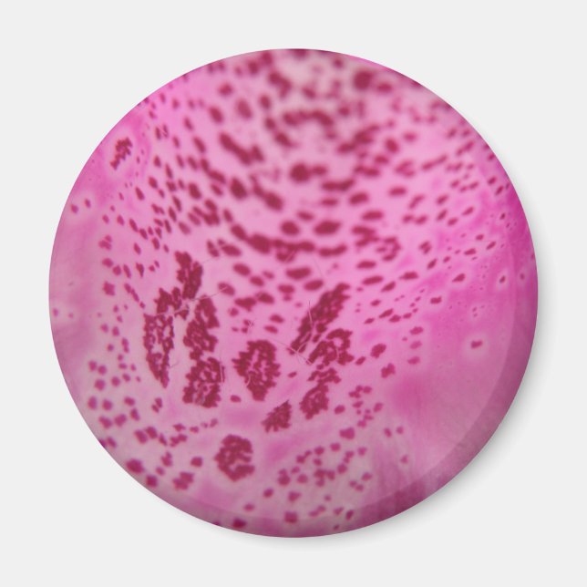 Pink Foxglove Petal Magnet (Front)