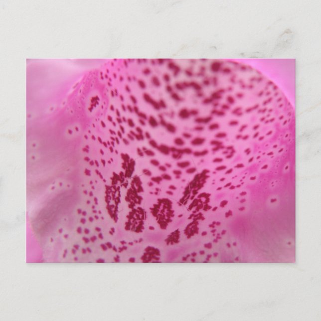 Pink Foxglove Petal Postcard (Front)