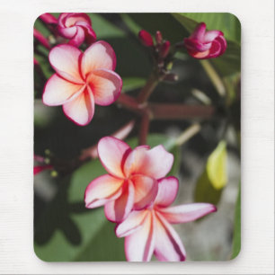 Pink Frangipani Flowers Mouse Pad