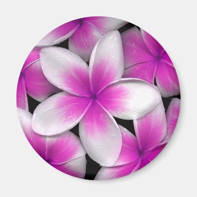 pink frangipani magnet (Front)