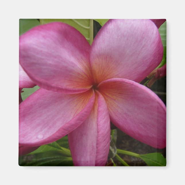 pink frangipani magnet (Front)
