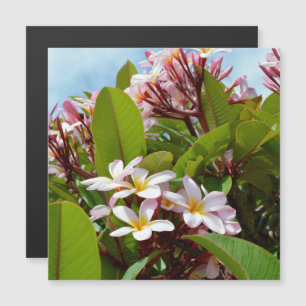 Pink Frangipanis On A Tree, 