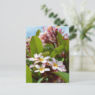 Pink Frangipanis On A Tree, Postcard