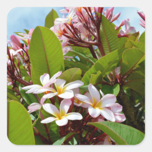 Pink Frangipanis On A Tree,  Square Sticker