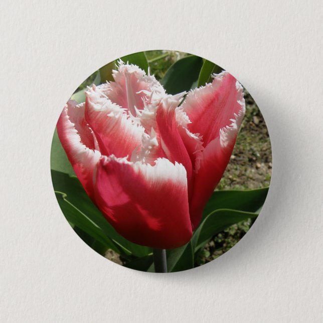 Pink Fringed Tulip Button (Front)