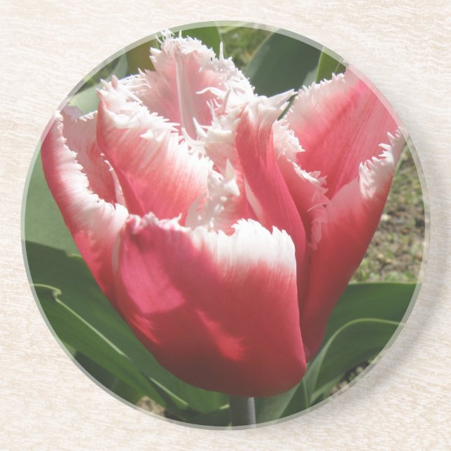 Pink Fringed Tulip Coasters (Front)