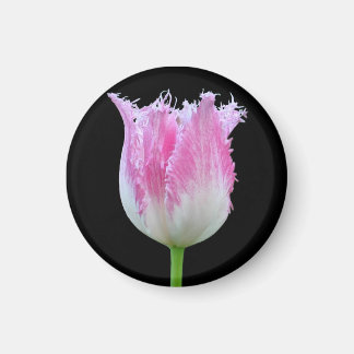 Pink Fringed Tulip Magnet