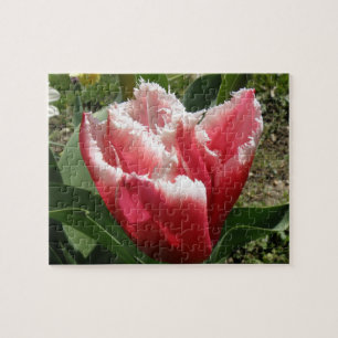 Pink Fringed Tulip Puzzle