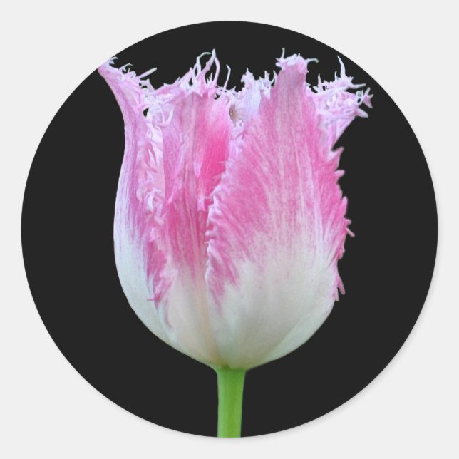 Pink Fringed Tulip Stickers (Front)