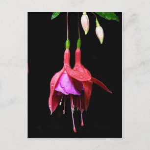 Pink Fuchsia Flower Postcard
