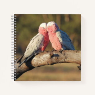 Pink Galahs Notebook