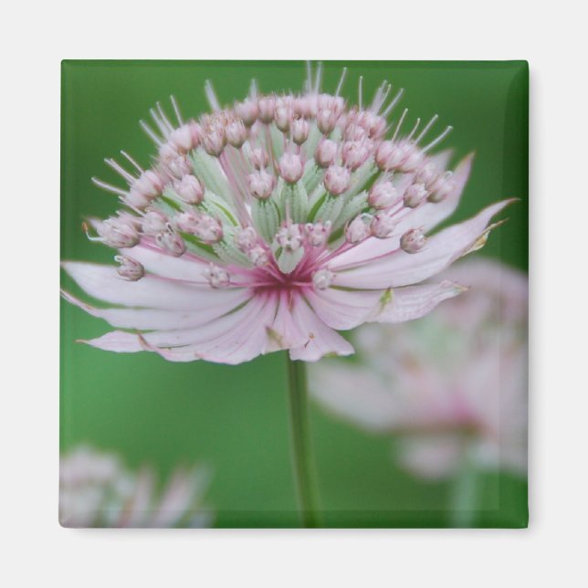 Pink Garden Magnet (Front)
