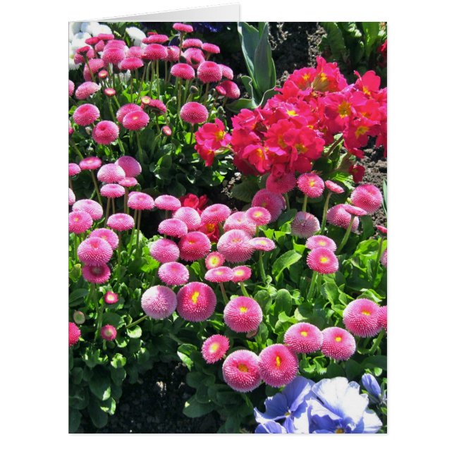 Pink Garden Mums Big (Front)