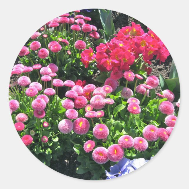 Pink Garden Mums Classic Round Sticker (Front)