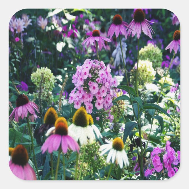 Pink Garden Phlox Landscape with Cone Flowers Square Sticker (Front)