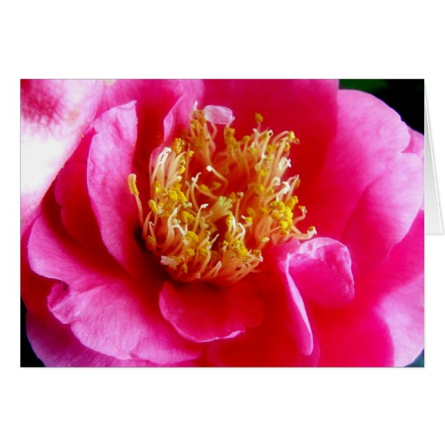 Pink Gardenia Macro Card (Front Horizontal)