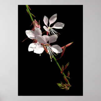 Pink Gaura Flower Poster