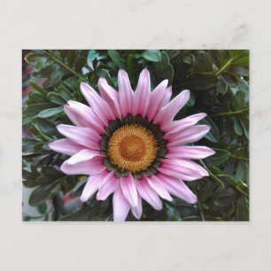 Pink Gazania Postcard