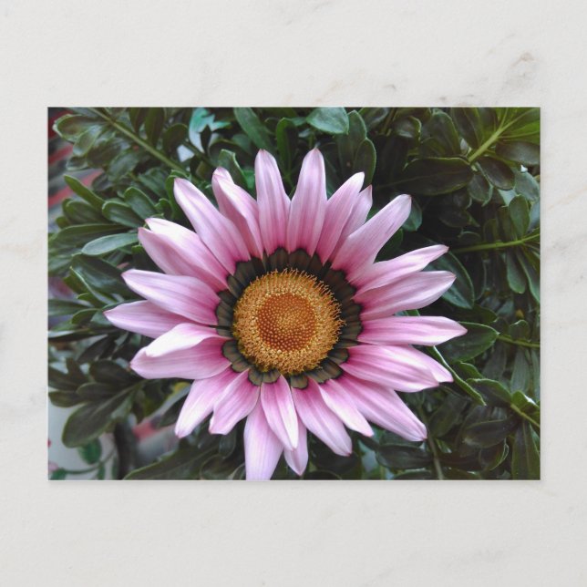 Pink Gazania Postcard (Front)