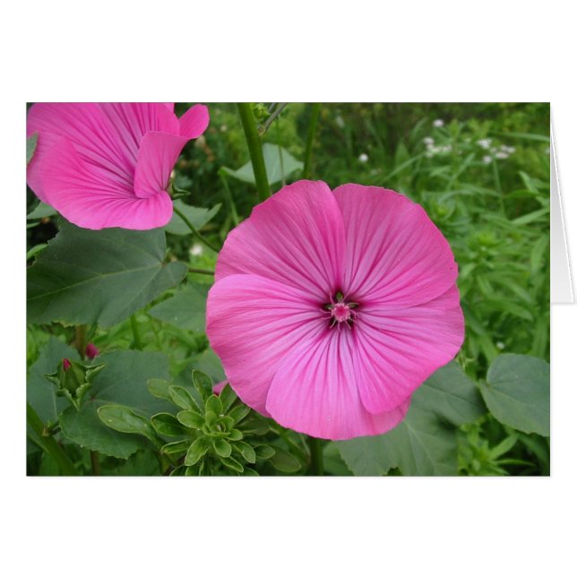 Pink Geranium (Front Horizontal)