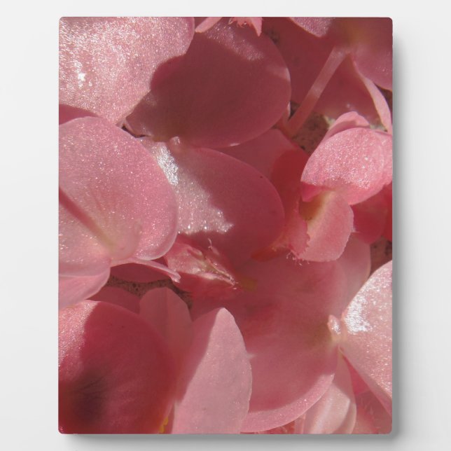 Pink geranium: almost solid Light pink Plaque (Front)