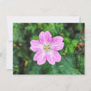 Pink Geranium Card