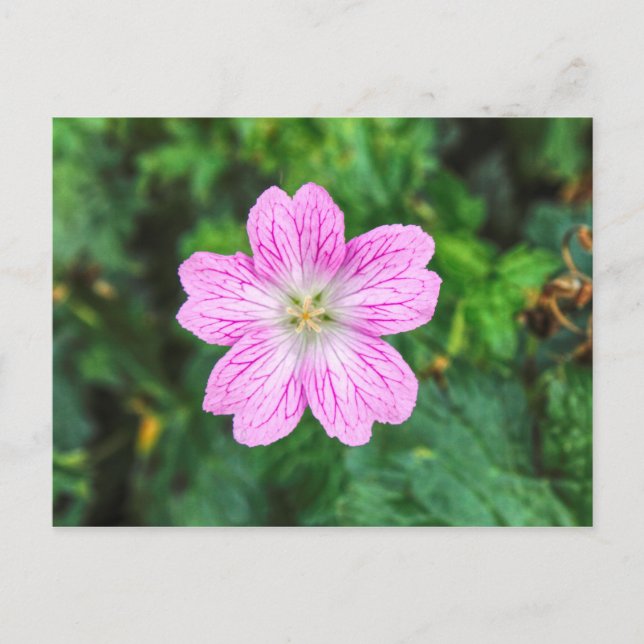 Pink Geranium Postcard (Front)
